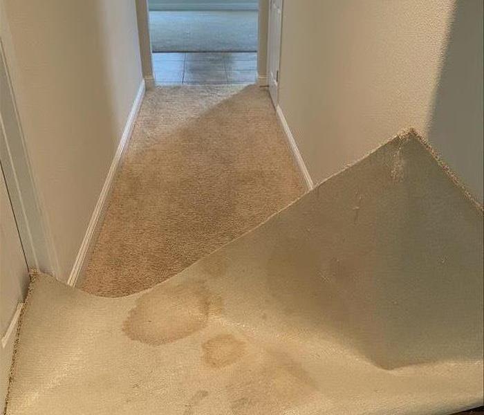hallway carpet in process of removal, has several brown ring stains